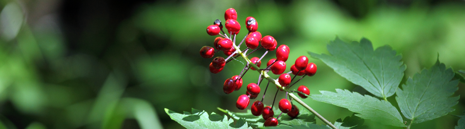 Friends of Thacher State Park