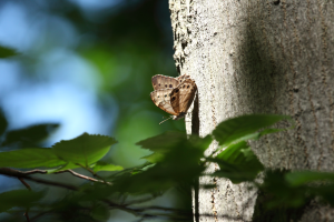 Moth on tree trunk