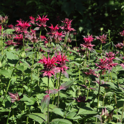 Wild Flowers